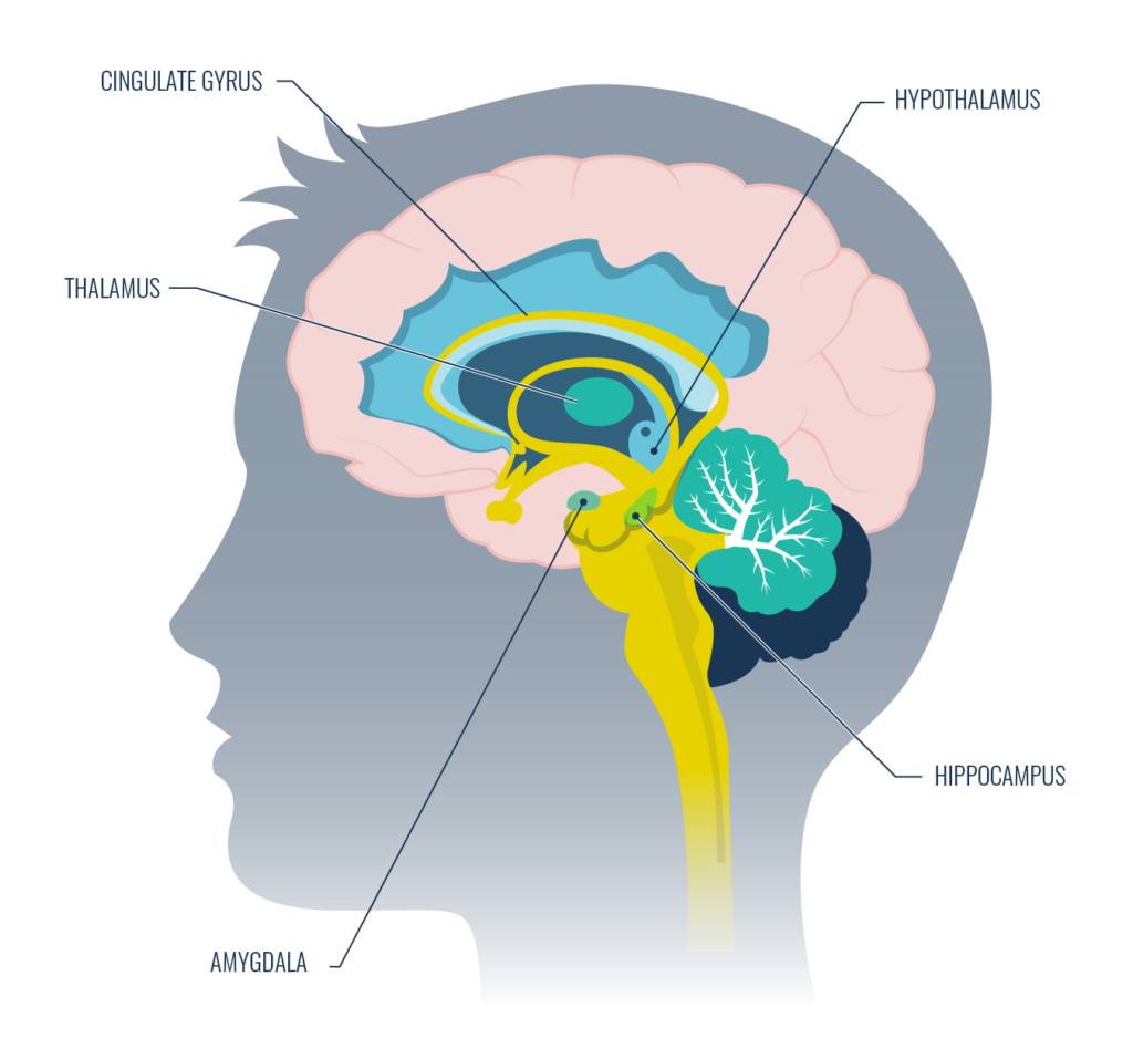 The Limbic System