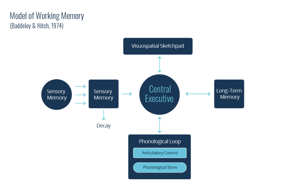 Information processing theory model: Baddeley and Hitch Working Memory Model